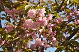 Kwanzan Cherry Tree 2009 03